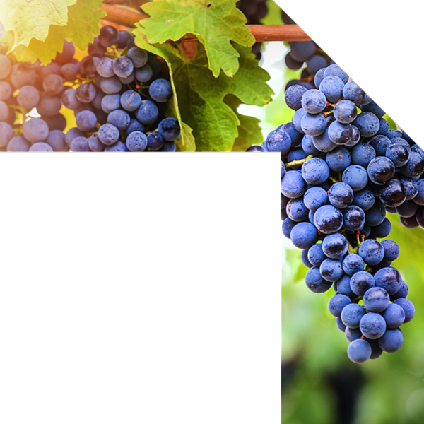 header-settori-cantine